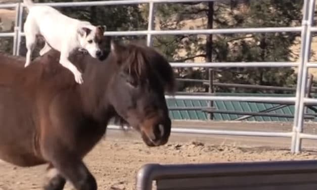 Dog and Horse – Best Friends Are Inseparable